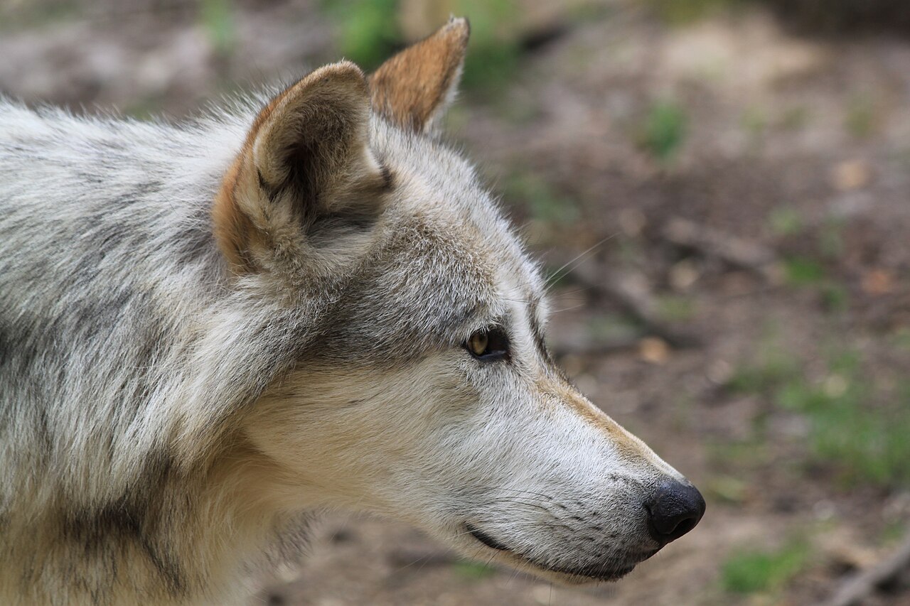 3,4 Millionen Euro Prämie für Schafe und Ziegen im Wolf-Schutz