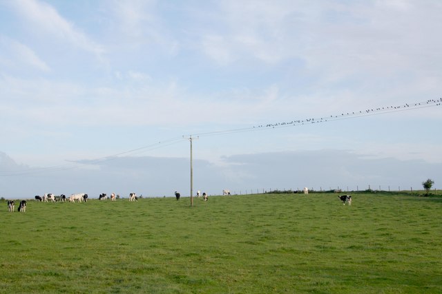 Förderung für Sommerweidehaltung von Milchkühen in Niedersachsen