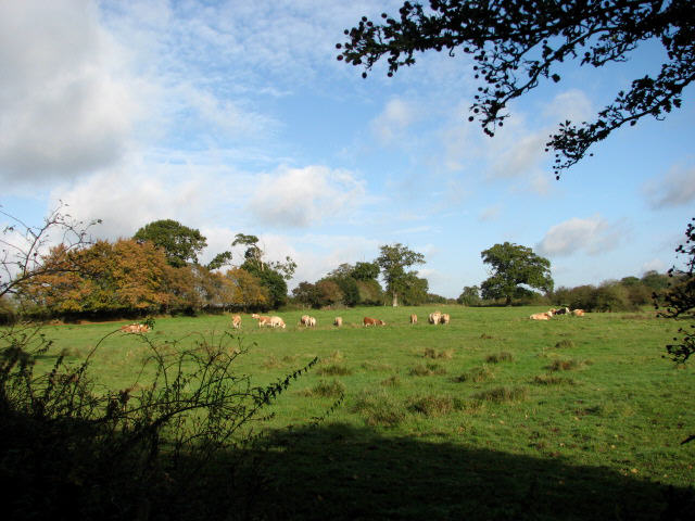 Grenzöffnung für mexikanische Rinder löst Ausverkauf an US‑Futures aus