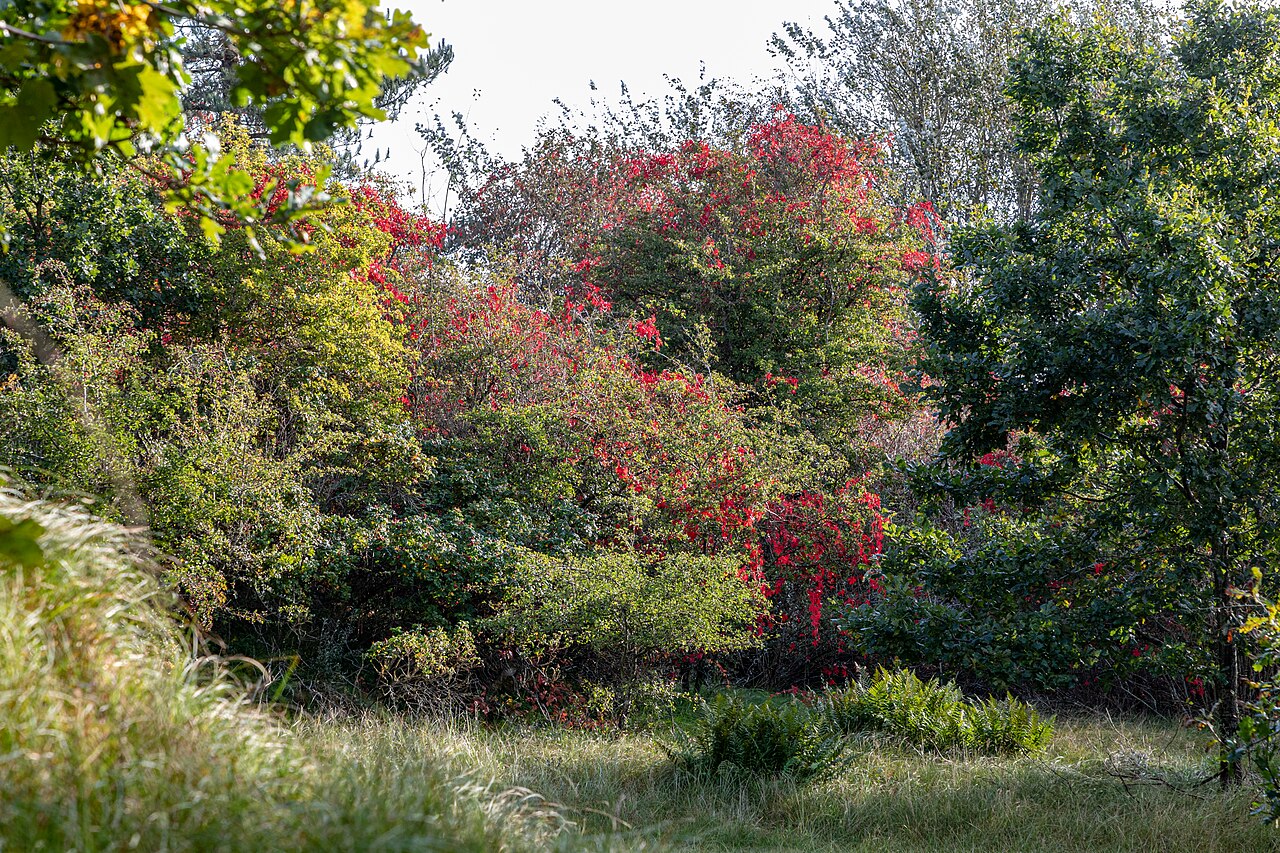 Herbstliche Fotokampagne des NDR lädt Niedersachsen zum Mitmachen ein