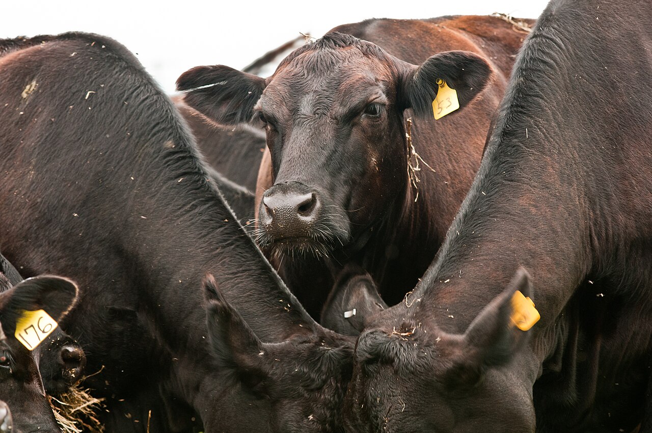 Kolbenloser Mais erhöht Risiko alkoholischer Fehlgärung – Handlungsbedarf für Landwirte
