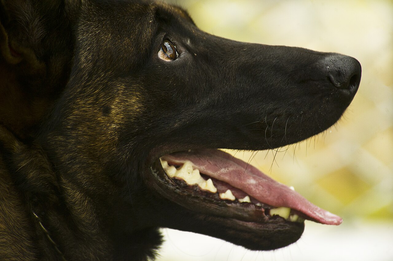 Landesentscheid für Leistungshüten in Faßberg: Zehn Schäferhunde kämpfen um