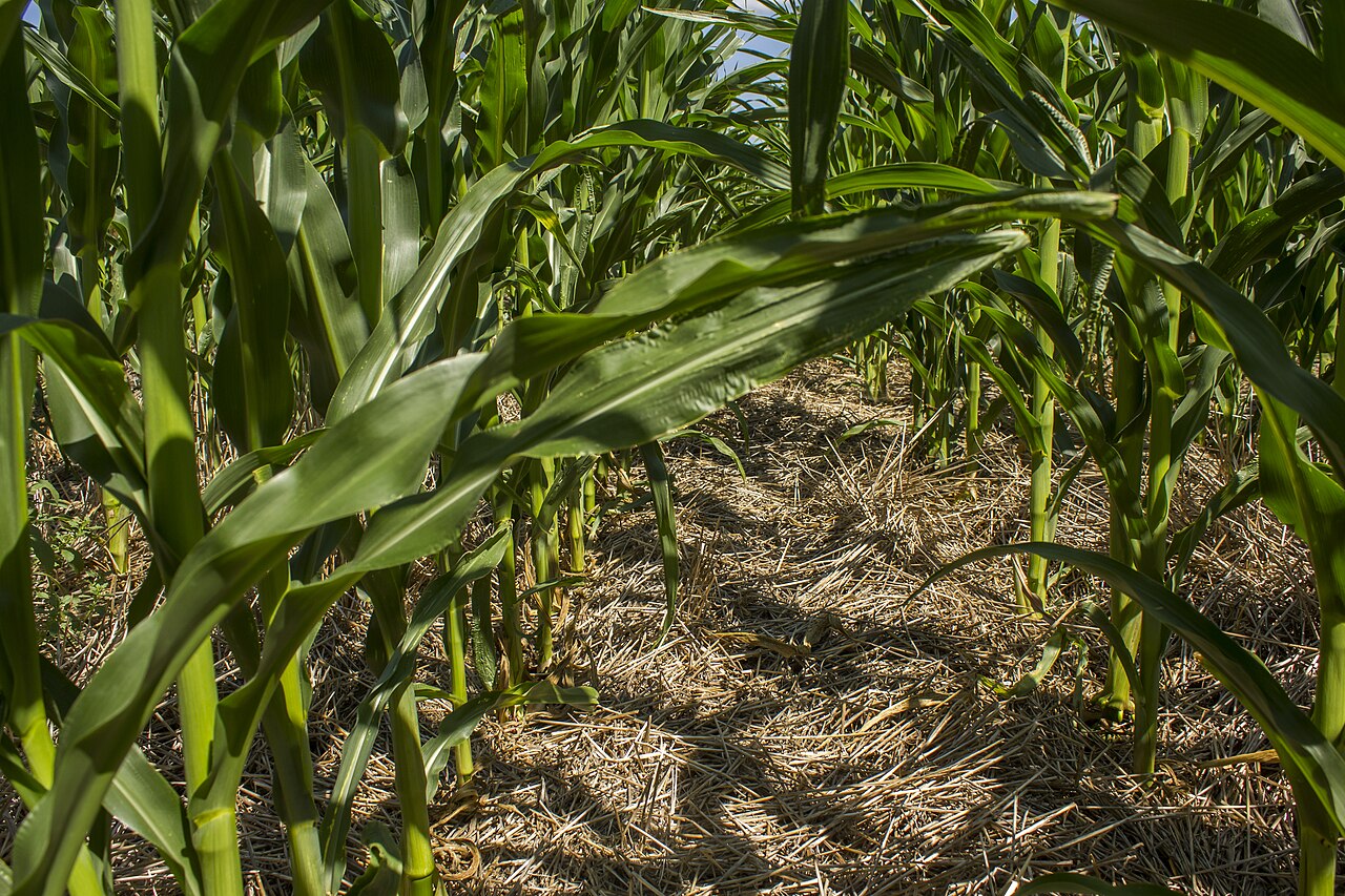 Landwirte in Niedersachsen und Schleswig-Holstein ernten bis zu 20 Prozent weniger
