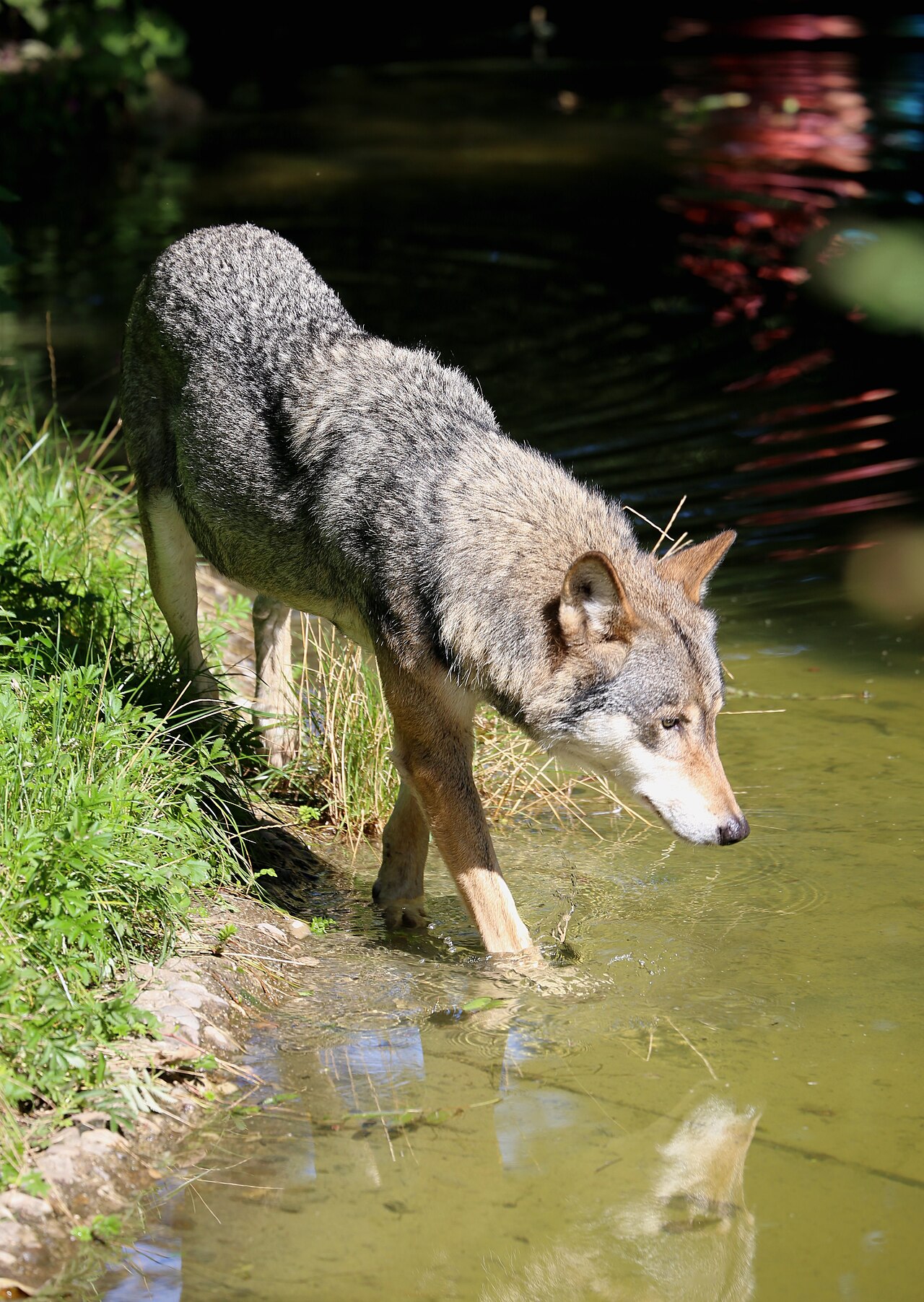 Niedersachsen verabschiedet neues Jagdgesetz für Wolfsmanagement