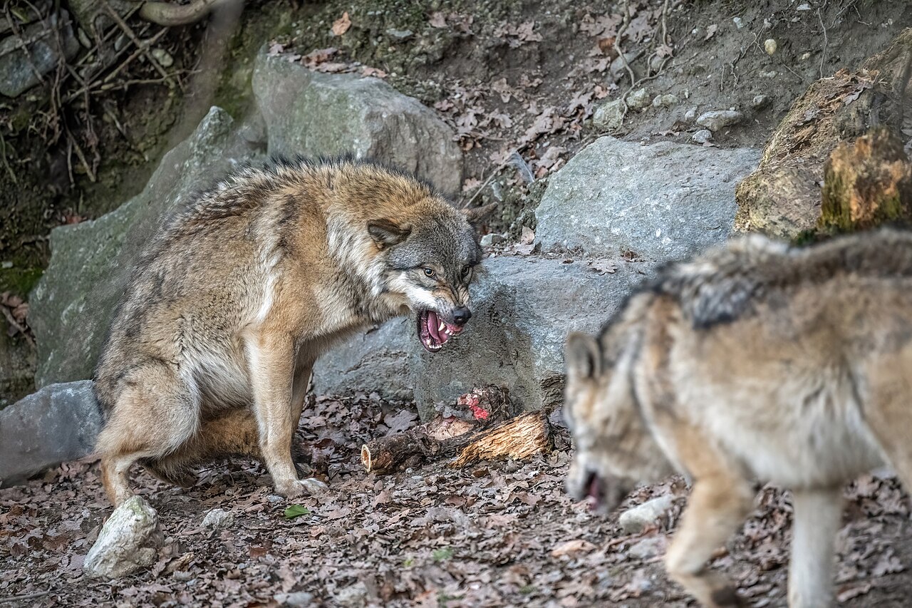 Schaf- und Ziegenhaltung in Niedersachsen für Naturschutz fördert Regierung