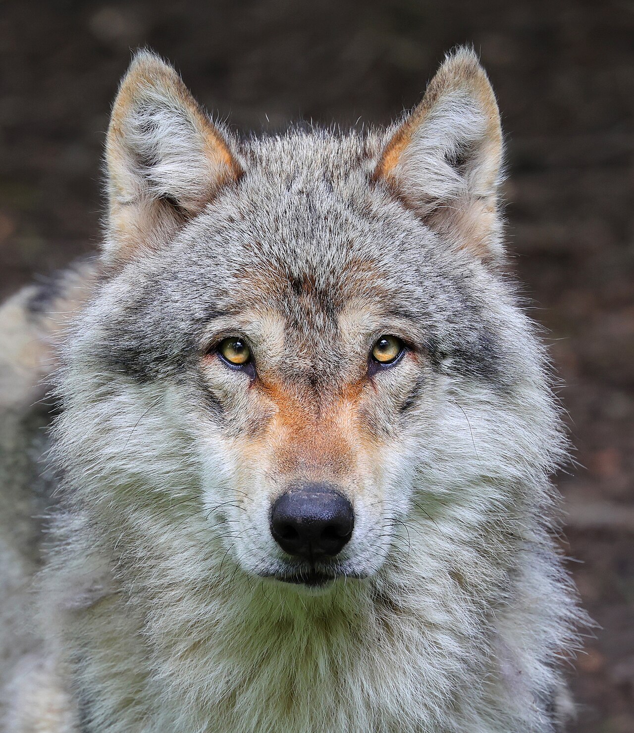 Spanische Kleinbauern plädieren für Wolf-Umsiedlung